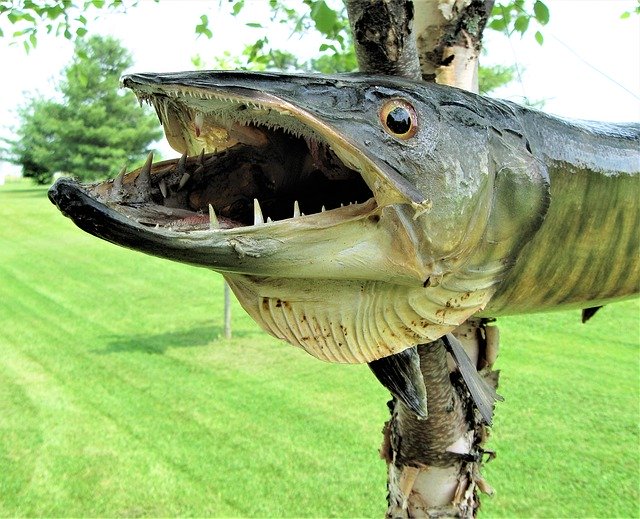 Free download Muskellunge Muskie Unusual -  free photo or picture to be edited with GIMP online image editor