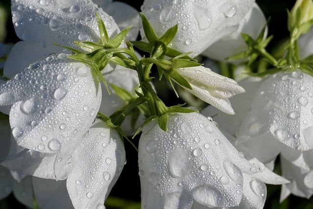 Free download musk mallow flower nature garden free picture to be edited with GIMP free online image editor