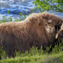 Musk Ox  screen for extension Chrome web store in OffiDocs Chromium