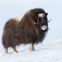 Musk Ox Theme – The Majestic Survivor of the Arctic  screen for extension Chrome web store in OffiDocs Chromium