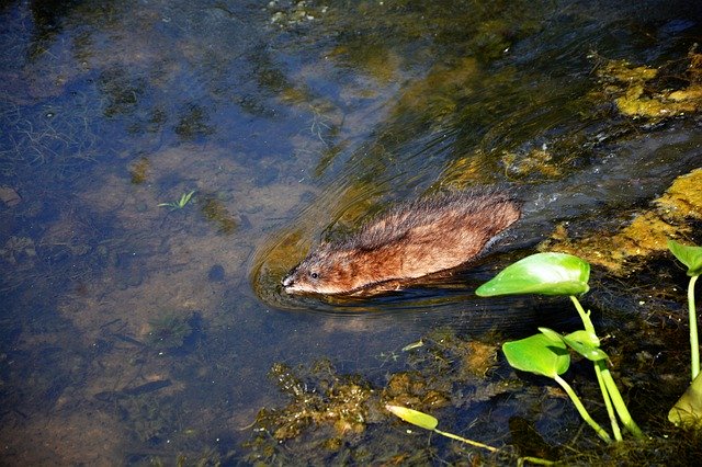 Free picture Muskrat Young Baby -  to be edited by GIMP free image editor by OffiDocs