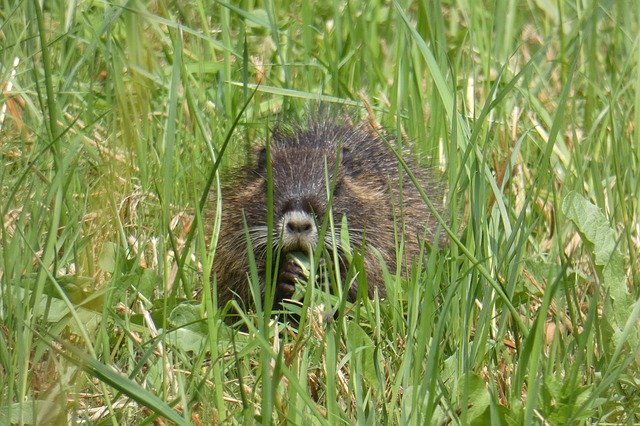 Ücretsiz indir Muskrat Young Rat - GIMP çevrimiçi resim düzenleyici ile düzenlenecek ücretsiz fotoğraf veya resim