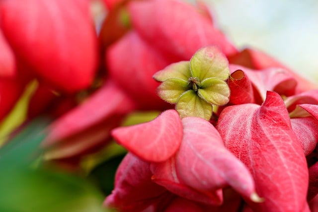 Free download mussaenda pubescens flowers free picture to be edited with GIMP free online image editor