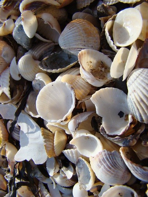 Muat turun percuma Mussels Beach Sand - foto atau gambar percuma untuk diedit dengan editor imej dalam talian GIMP