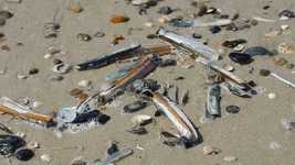 Free download Mussels Sand Stones -  free video to be edited with OpenShot online video editor