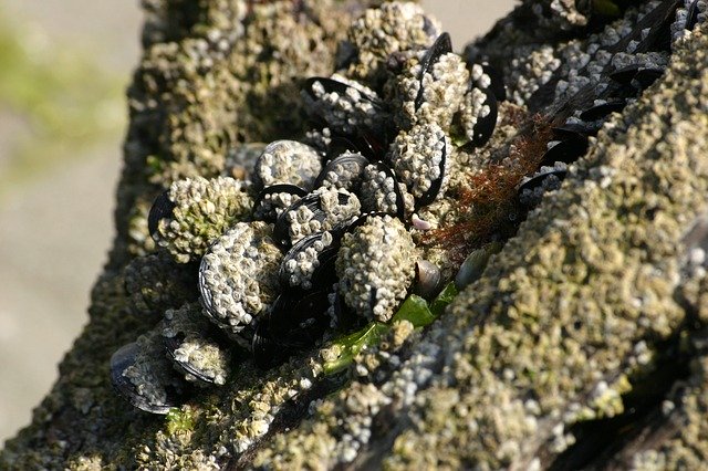 Free download Mussels Shells Sea -  free photo or picture to be edited with GIMP online image editor