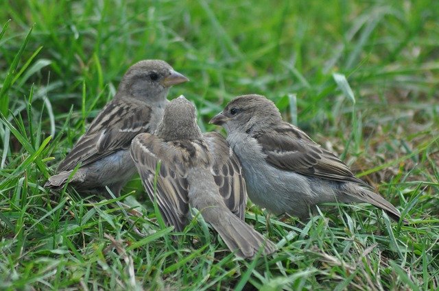 Free download Mus Spring Homester -  free photo or picture to be edited with GIMP online image editor