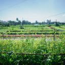 Mustard flower garden  screen for extension Chrome web store in OffiDocs Chromium