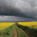 Mustard flower road  screen for extension Chrome web store in OffiDocs Chromium