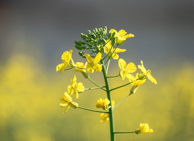 Free download mustard flowers flower plants free picture to be edited with GIMP free online image editor