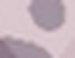 Mustela Guess That Egg GIMP online editor free Free download Mustela Guess That Egg free photo or picture to be edited with GIMP online image editor