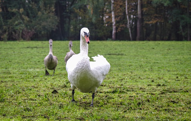 Free graphic mute swan attacks runs swan young to be edited by GIMP free image editor by OffiDocs