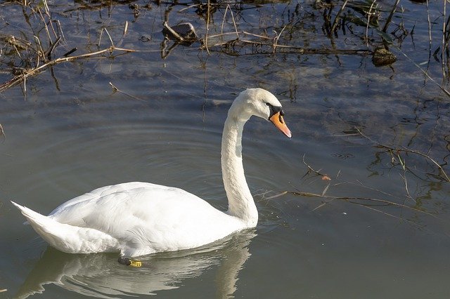 Free download Mute Swan Bird Swim -  free photo or picture to be edited with GIMP online image editor