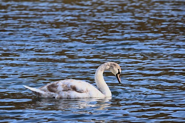 Free download mute swan cub ornithology species free picture to be edited with GIMP free online image editor