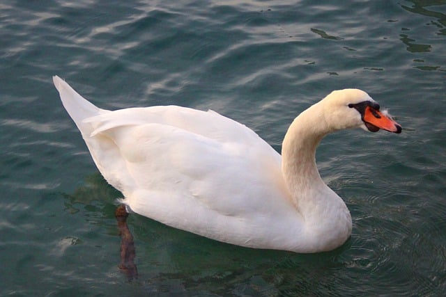 Free download mute swan plumage bird watching free picture to be edited with GIMP free online image editor