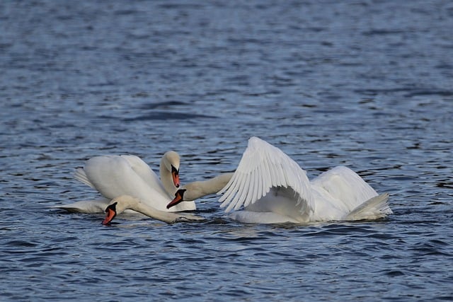 Free download mute swans pairing lake park free picture to be edited with GIMP free online image editor