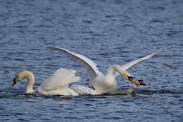 Free download mute swans pairing lake winter free picture to be edited with GIMP free online image editor