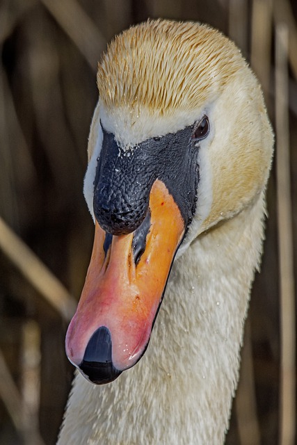 Free download mute swan swan bird nature white free picture to be edited with GIMP free online image editor