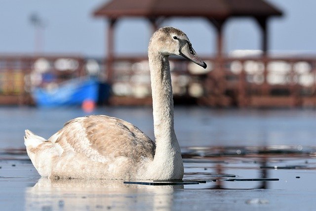 Free download mute swan swan lake winter bird free picture to be edited with GIMP free online image editor
