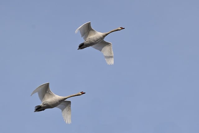 Free download mute swans water bird flying free picture to be edited with GIMP free online image editor