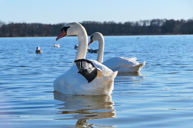 Free graphic mute swan tom hi fin portrait to be edited by GIMP free image editor by OffiDocs
