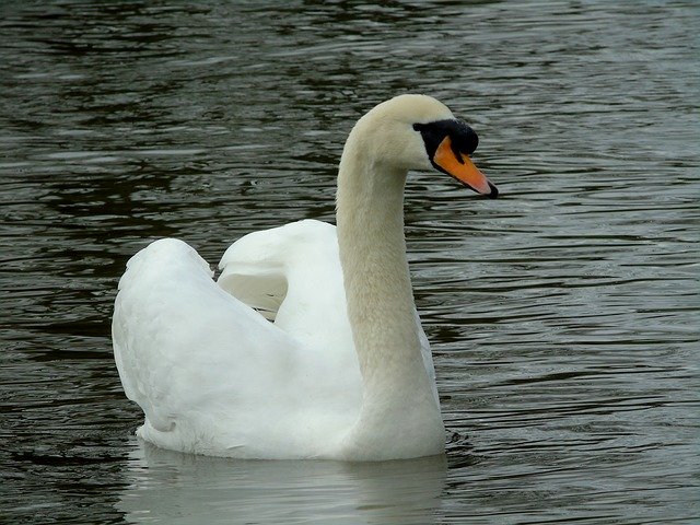 Free download Mute Swan Water -  free photo or picture to be edited with GIMP online image editor