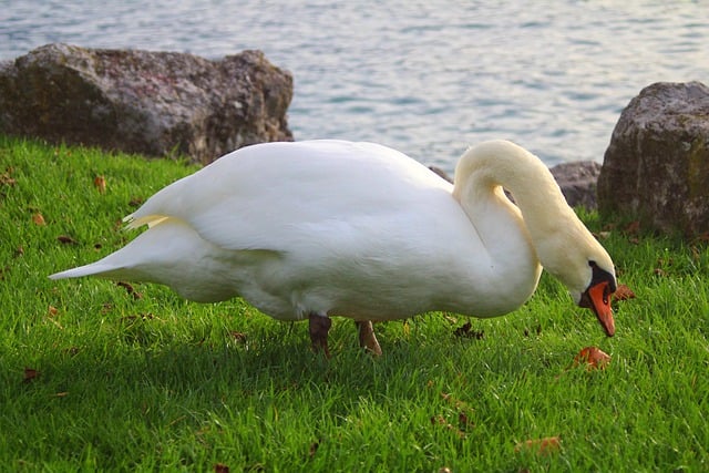 Free download mute swan white swan riverbank free picture to be edited with GIMP free online image editor