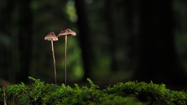 Free download mycena mushrooms forest fall fungi free picture to be edited with GIMP free online image editor