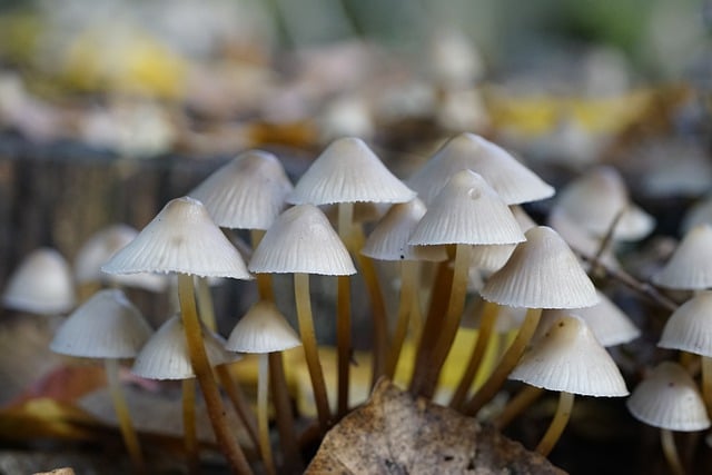 Free graphic mycena mushrooms white forest floor to be edited by GIMP free image editor by OffiDocs