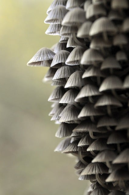 Free download mycology mushrooms nature forest free picture to be edited with GIMP free online image editor