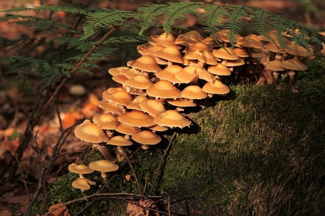 Free download mycology mushroom toadstool growth free picture to be edited with GIMP free online image editor