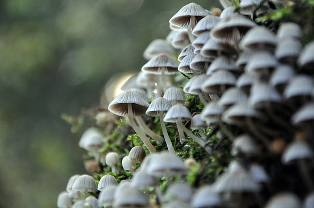 Free download mycology science mushrooms down free picture to be edited with GIMP free online image editor