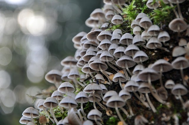 Free download mycology science mushrooms forest free picture to be edited with GIMP free online image editor