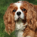 My dog ​​is rough  screen for extension Chrome web store in OffiDocs Chromium