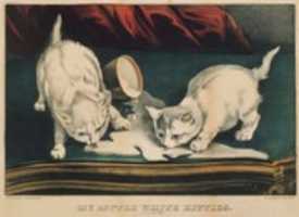 Free download My Little White Kitties into Mischief free photo or picture to be edited with GIMP online image editor