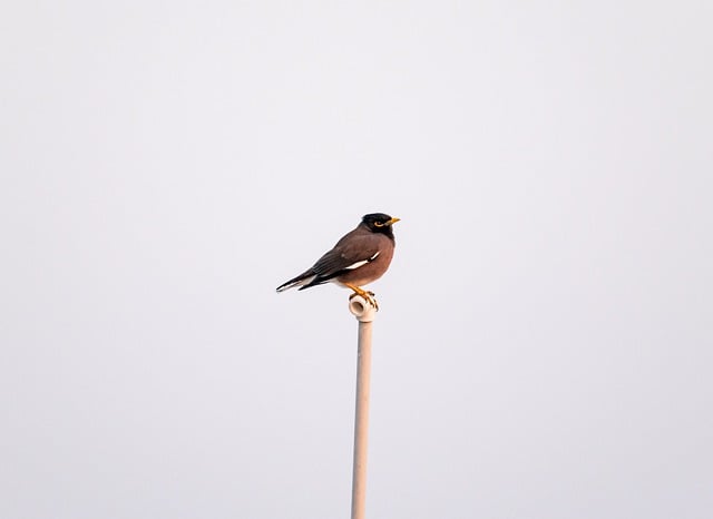 Free download myna bird animal nature wildlife free picture to be edited with GIMP free online image editor