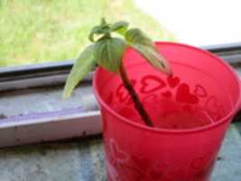 Free download My Plants free photo or picture to be edited with GIMP online image editor