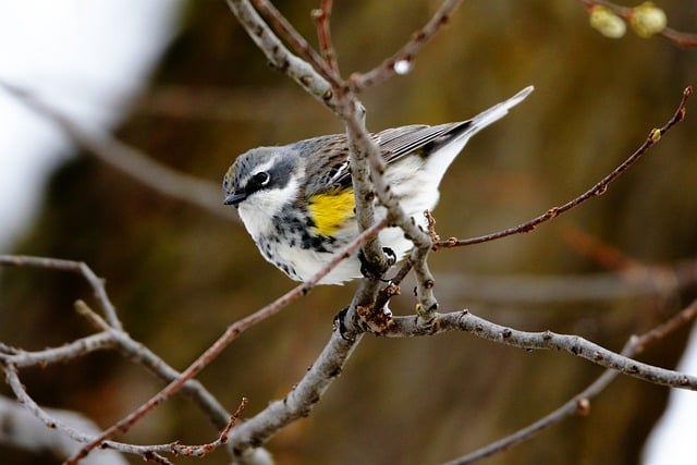 Free download myrtle warbler warbler bird free picture to be edited with GIMP free online image editor