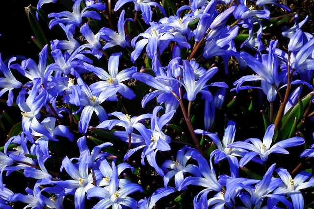Free download my stars flowers blue decorative free picture to be edited with GIMP free online image editor