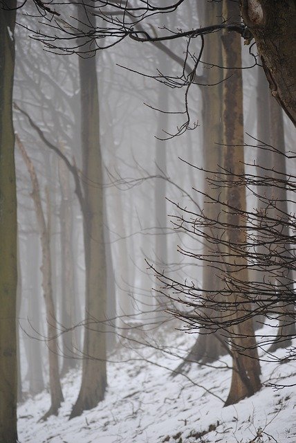 Descărcare gratuită Mystical Trees Forest - fotografie sau imagini gratuite pentru a fi editate cu editorul de imagini online GIMP