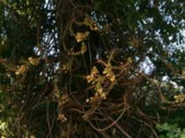 Free download Nagalingam free photo or picture to be edited with GIMP online image editor