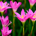 Nail Petals  screen for extension Chrome web store in OffiDocs Chromium