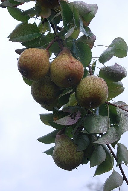 무료 다운로드 Nails Bulb Most Pear Swabian Local - 무료 사진 또는 GIMP 온라인 이미지 편집기로 편집할 수 있는 사진