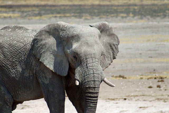 Bezpłatne pobieranie bezpłatnego zdjęcia dzikiego słonia afrykańskiego w Namibii do edycji za pomocą bezpłatnego edytora obrazów online GIMP