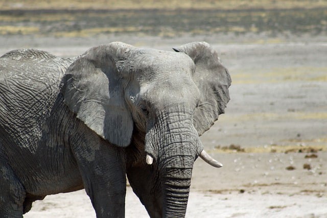 Téléchargement gratuit d'une image gratuite de la faune des éléphants d'Afrique de Namibie à modifier avec l'éditeur d'images en ligne gratuit GIMP