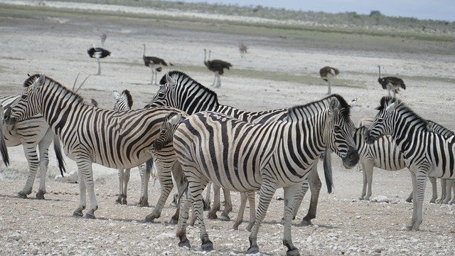 Free download Namibia Animal -  free photo or picture to be edited with GIMP online image editor