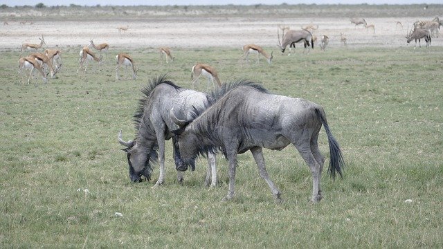 Free download Namibia Animals -  free photo or picture to be edited with GIMP online image editor