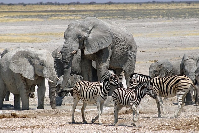 Free graphic namibia animals etosha national park to be edited by GIMP free image editor by OffiDocs