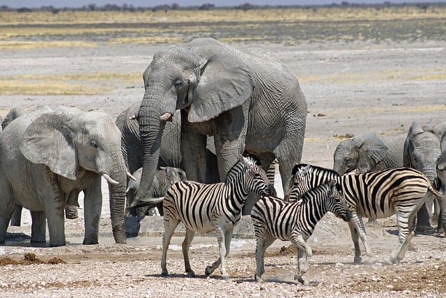 Kostenloser Download Namibia Tiere Etosha Nationalpark Kostenloses Bild zur Bearbeitung mit dem kostenlosen Online-Bildeditor GIMP