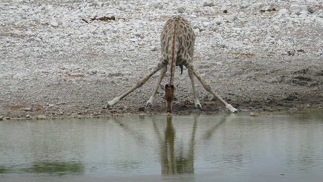 Free download Namibia Giraffe -  free photo or picture to be edited with GIMP online image editor